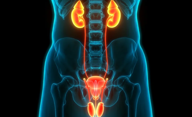 Saúde Renal e Urinária: Nefrologista revela hábitos essenciais para proteger rins e bexiga