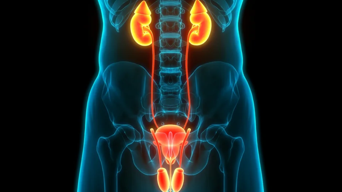 Saúde Renal e Urinária: Nefrologista revela hábitos essenciais para proteger rins e bexiga