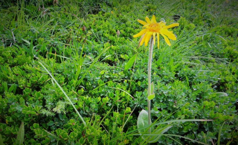 Chá de arnica tem o mesmo efeito de gel e creme feitos da planta? Saiba os benefícios