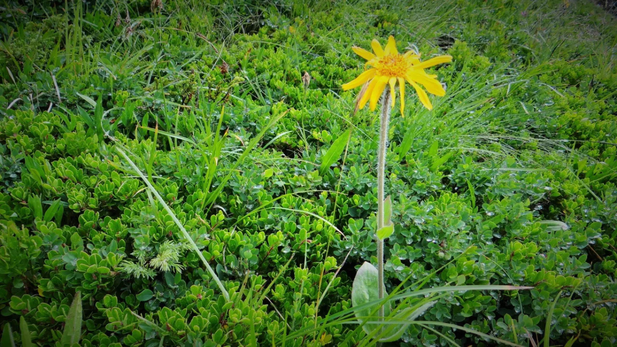Chá de arnica tem o mesmo efeito de gel e creme feitos da planta? Saiba os benefícios