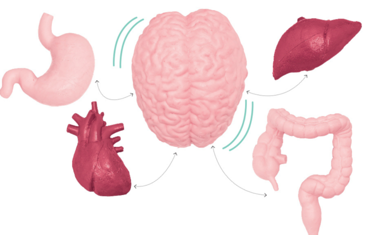 A chave da cura? Entenda a influência do nervo vago na saúde da mente e do corpo