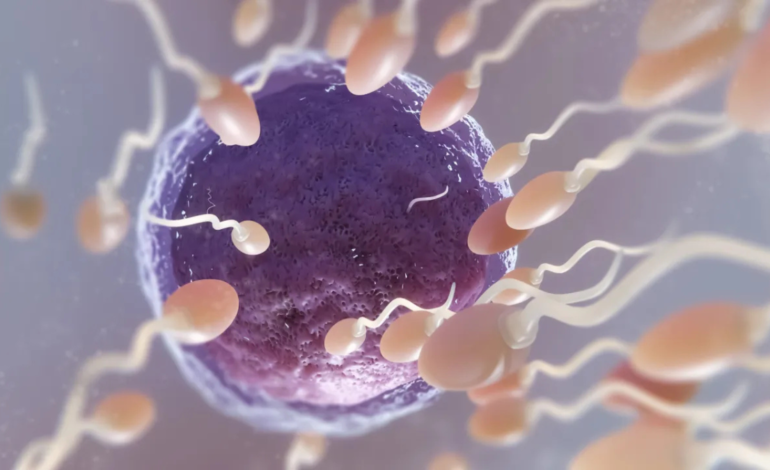Alerta Silencioso: Estudos Comprovam Queda Histórica na Fertilidade Masculina em Todo o Mundo