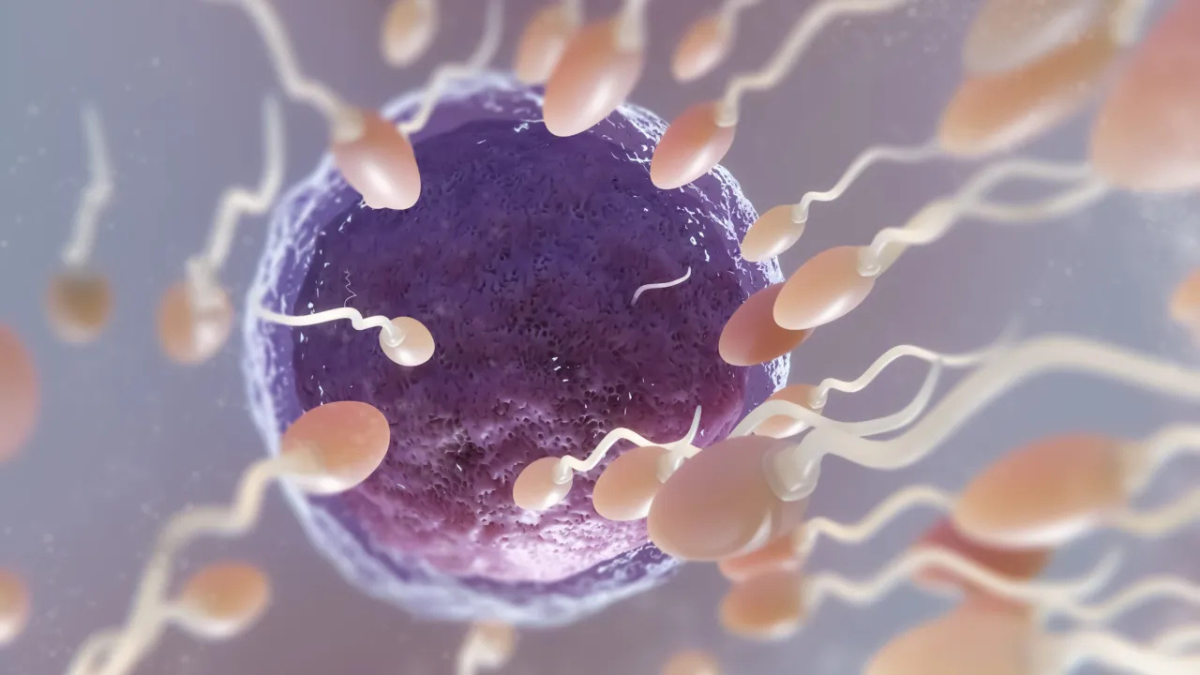 Alerta Silencioso: Estudos Comprovam Queda Histórica na Fertilidade Masculina em Todo o Mundo