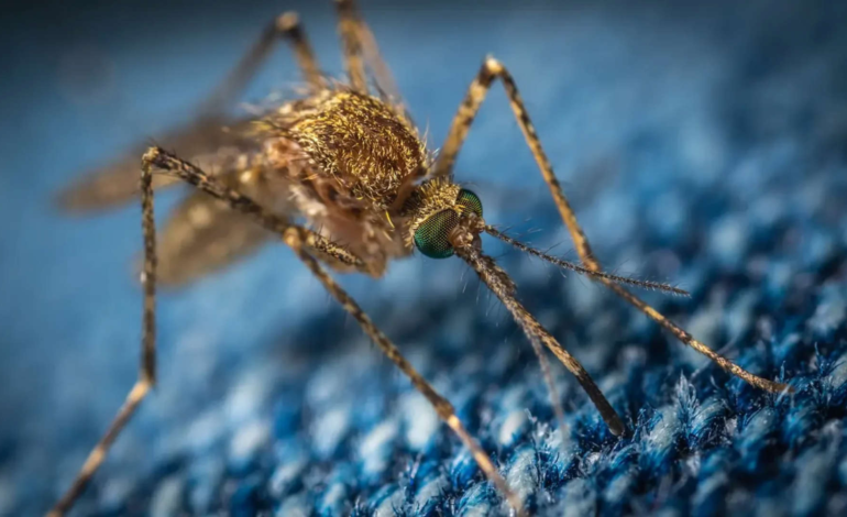 Nem sangue doce, nem azar: a ciência revela por que os mosquitos escolhem certas pessoas como alvo