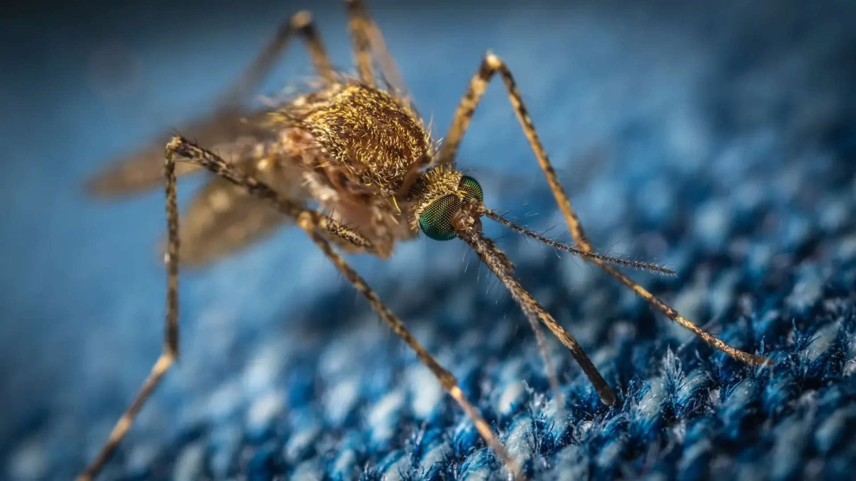 Nem sangue doce, nem azar: a ciência revela por que os mosquitos escolhem certas pessoas como alvo