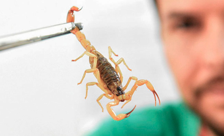 Crianças são mais vulneráveis a envenenamento por picada de escorpião