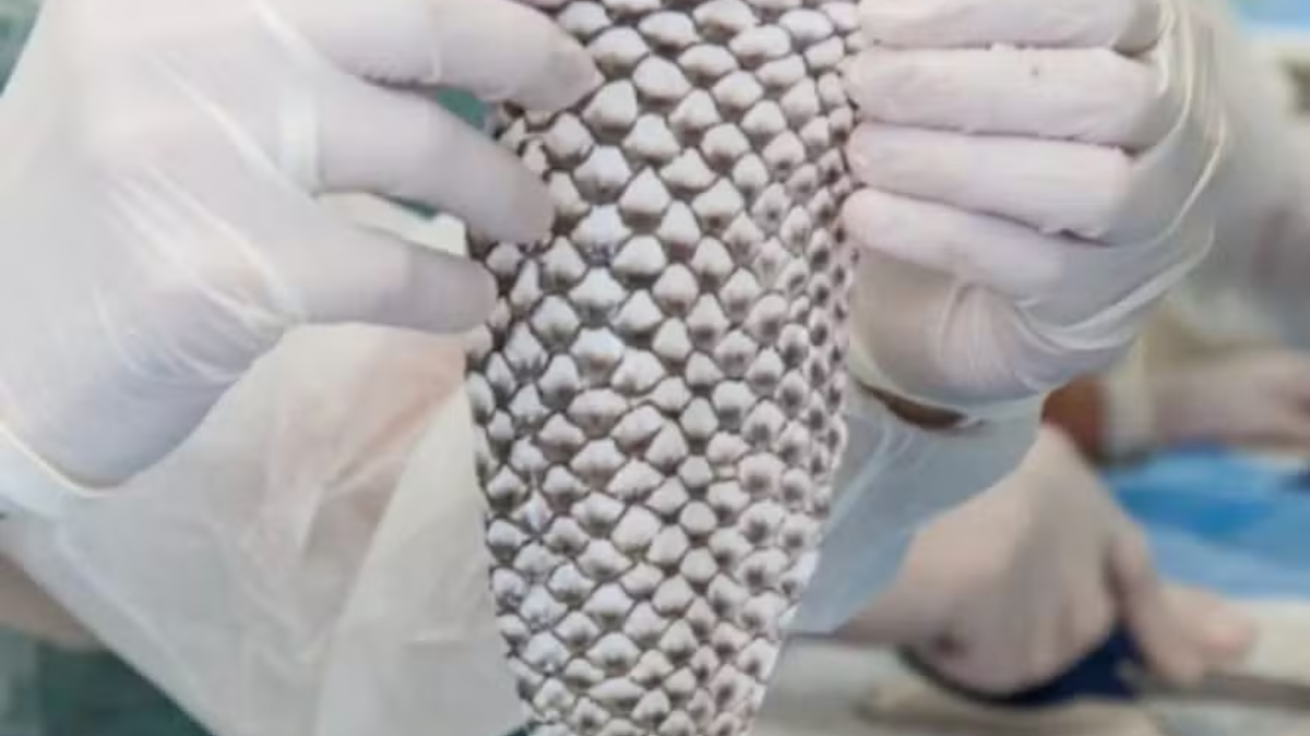 Brasil constrói primeira fábrica do mundo a transformar pele de tilápia em curativo biológico