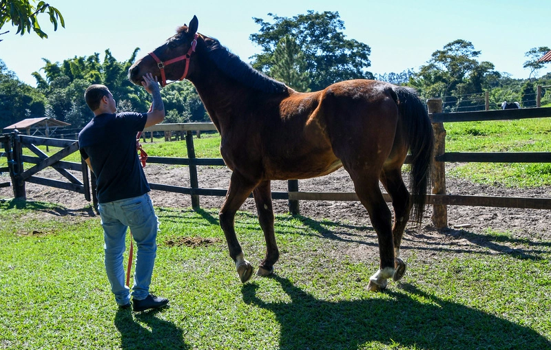 Terapia Assistida por Animais ajuda crianças e jovens em acolhimento a reconstruírem vínculos afetivos | revistasaudeemforma.com.br Foto1