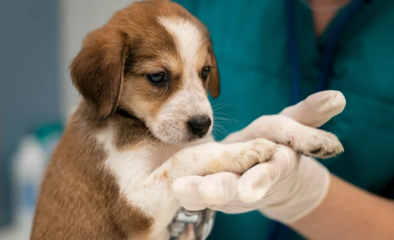 Dia do Veterinário alerta para a crise de saúde mental e o luto oculto na profissão
